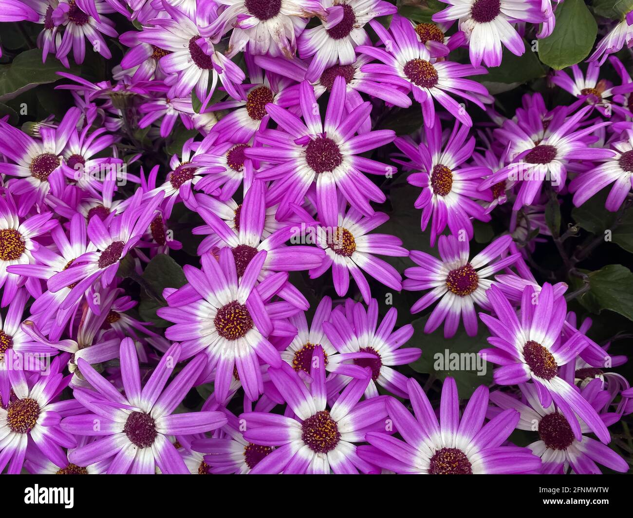 Top view on many isolated white purple pink pericallis flowers in garden center Stock Photo