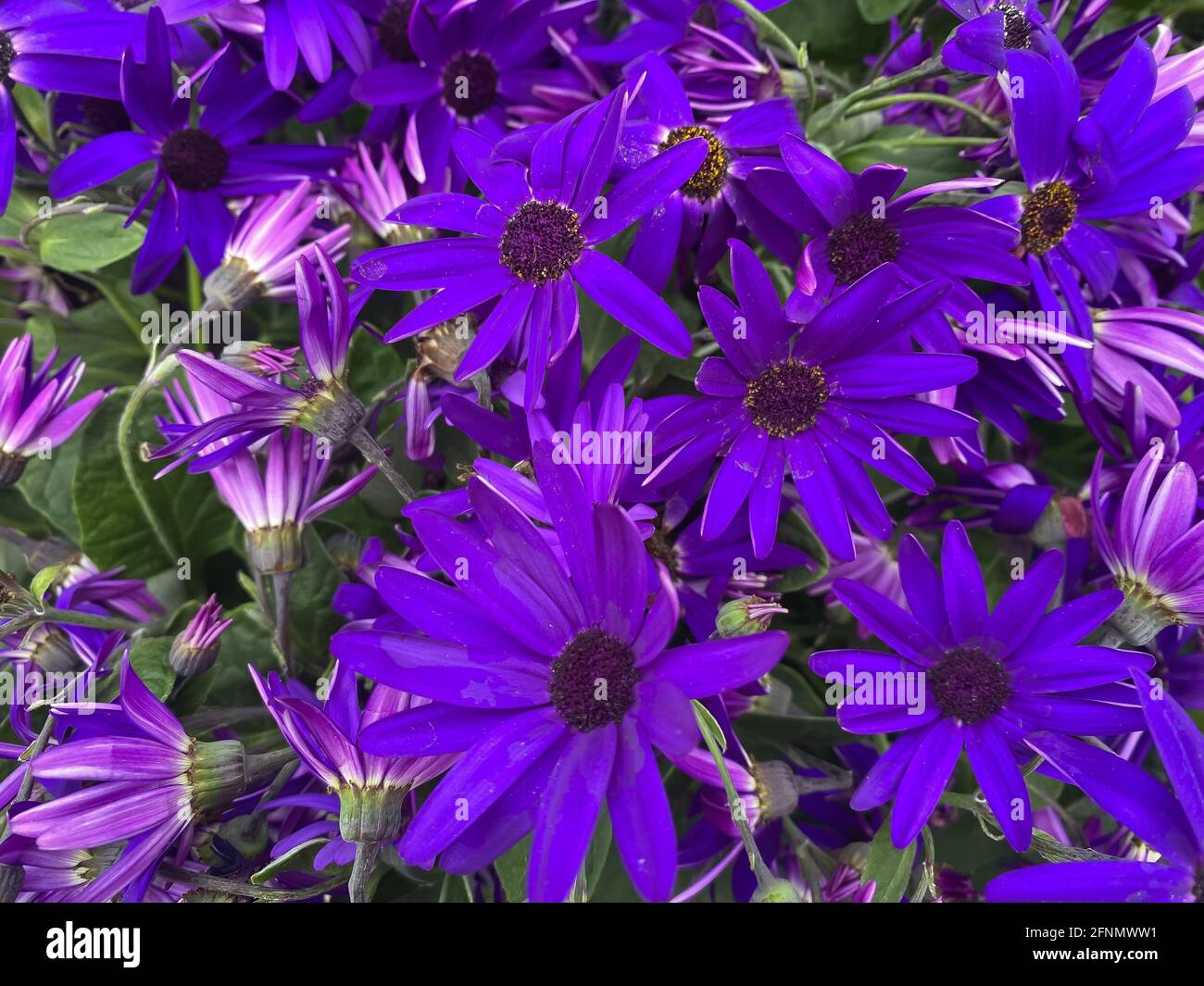Top view on many isolated dark blue purple pericallis flowers in garden center Stock Photo