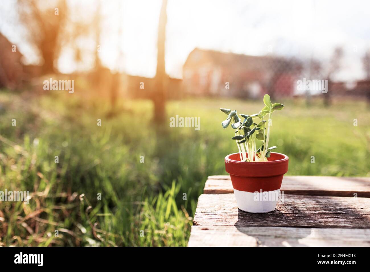 Gardening hobby concept with green vegetable cucumber seedlings in ceramic pot on the old wooden table in the garden with blurred sunlight background Stock Photo