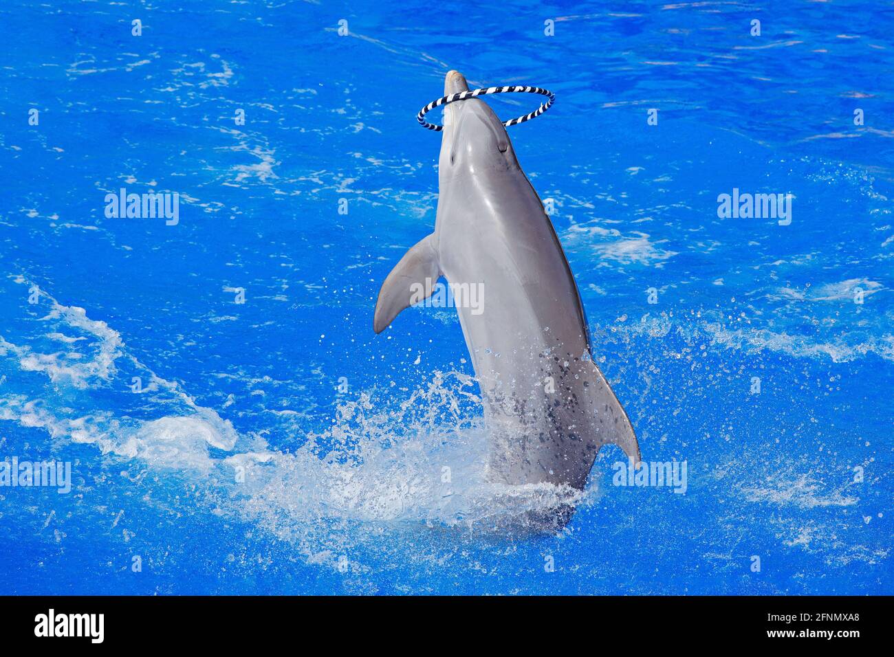 Dolphin with hoop ring - lula hop plaing in the ocean sea. Ocean wave with animal. Bottlenosed dolphin, Tursiops truncatus, in the blue water. Wildlif Stock Photo