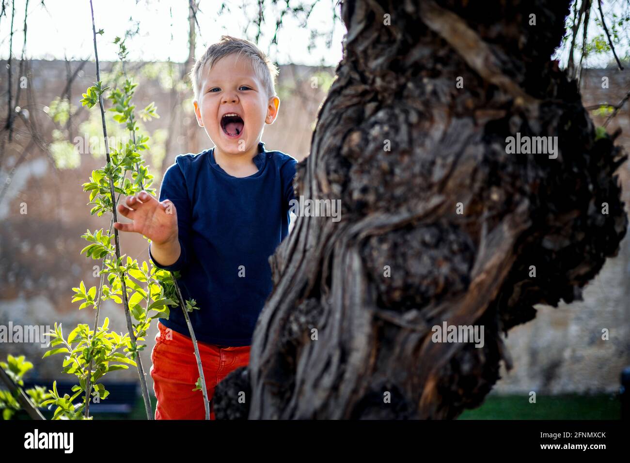 3 years old boy having fun climbing up on the tree in the park Stock Photo