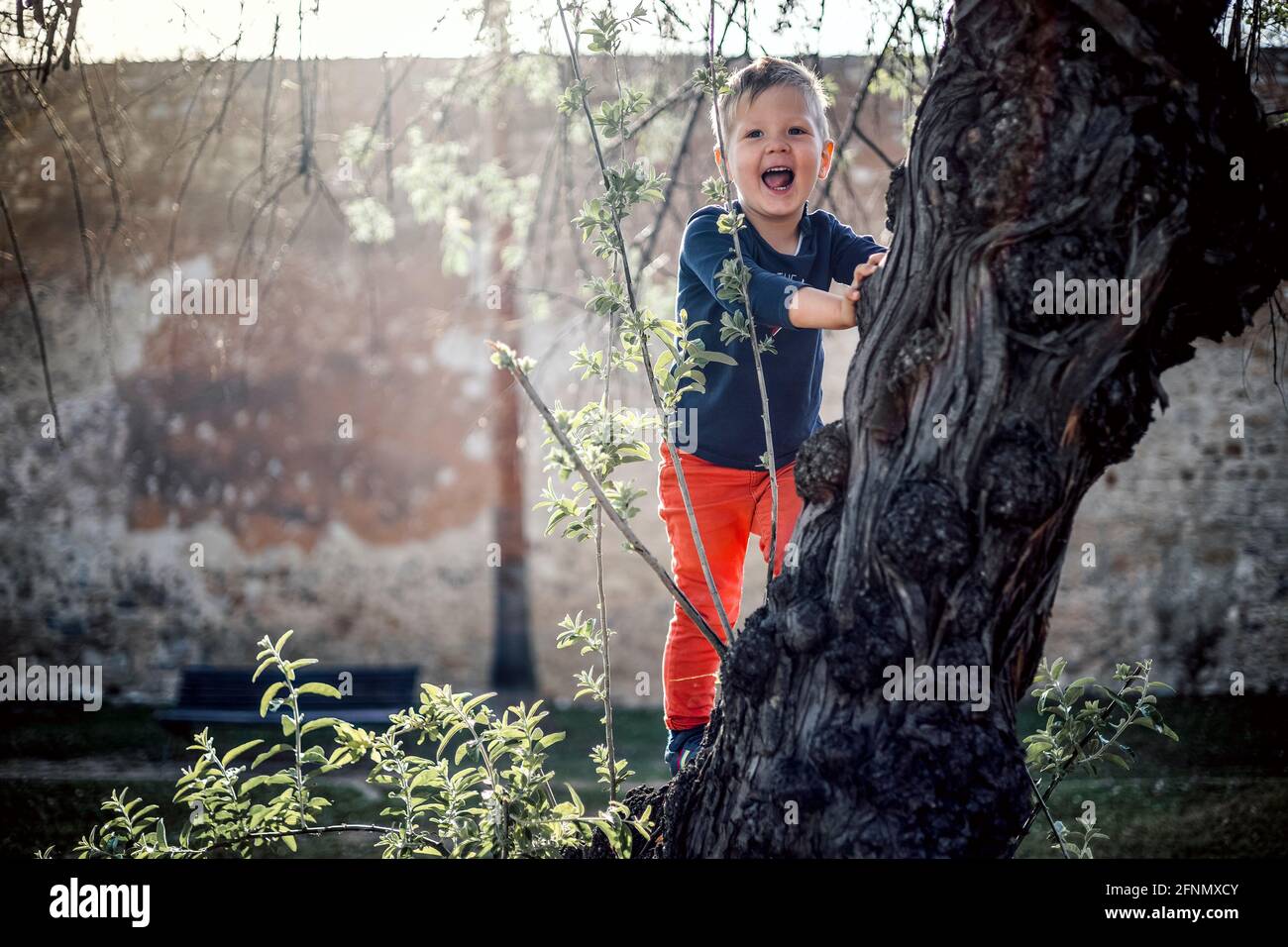 3 years old boy having fun climbing up on the tree in the park Stock Photo