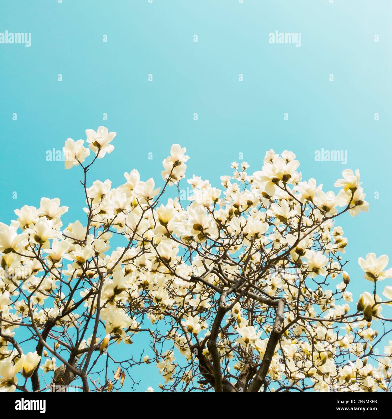 Beautiful flowers of white Magnolia kobus on the blue sky background ...