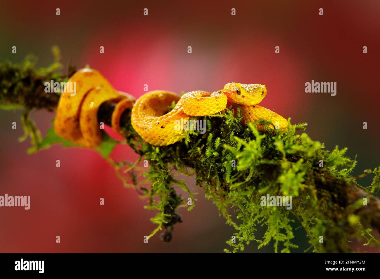 Eyelash Palm Pitviper, Bothriechis schlegeli, on red wild flower. Wildlife scene from tropic forest. Bloom with yellow snake in Central America. Wildl Stock Photo