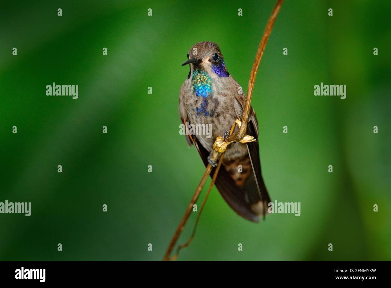 Bird with blue  cheeks. Wildlife scene from Ecuador. Bird in nature. Hummingbirds Brown Violet-ear, sitting on the branch, nice flowered green backgro Stock Photo