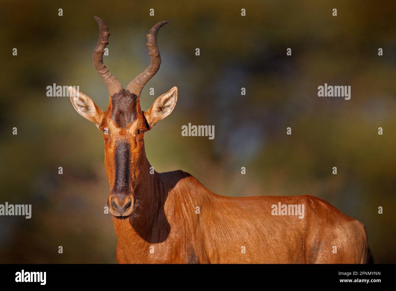 Hartebeest in the grass, Namibia in Africa. Red , Alcelaphus buselaphus caama, detail portrait of big brown African mammal in nature habitat. Sassaby, Stock Photo