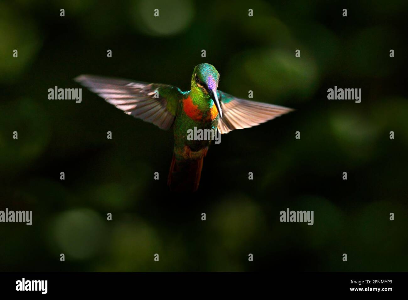 Gould’s Jewelfront, Heliodoxa aurescens, beautiful hummingbird in the dark green nature habitat, Sumaco, Ecuador. Shiny glossy bird in the habitat. Wi Stock Photo