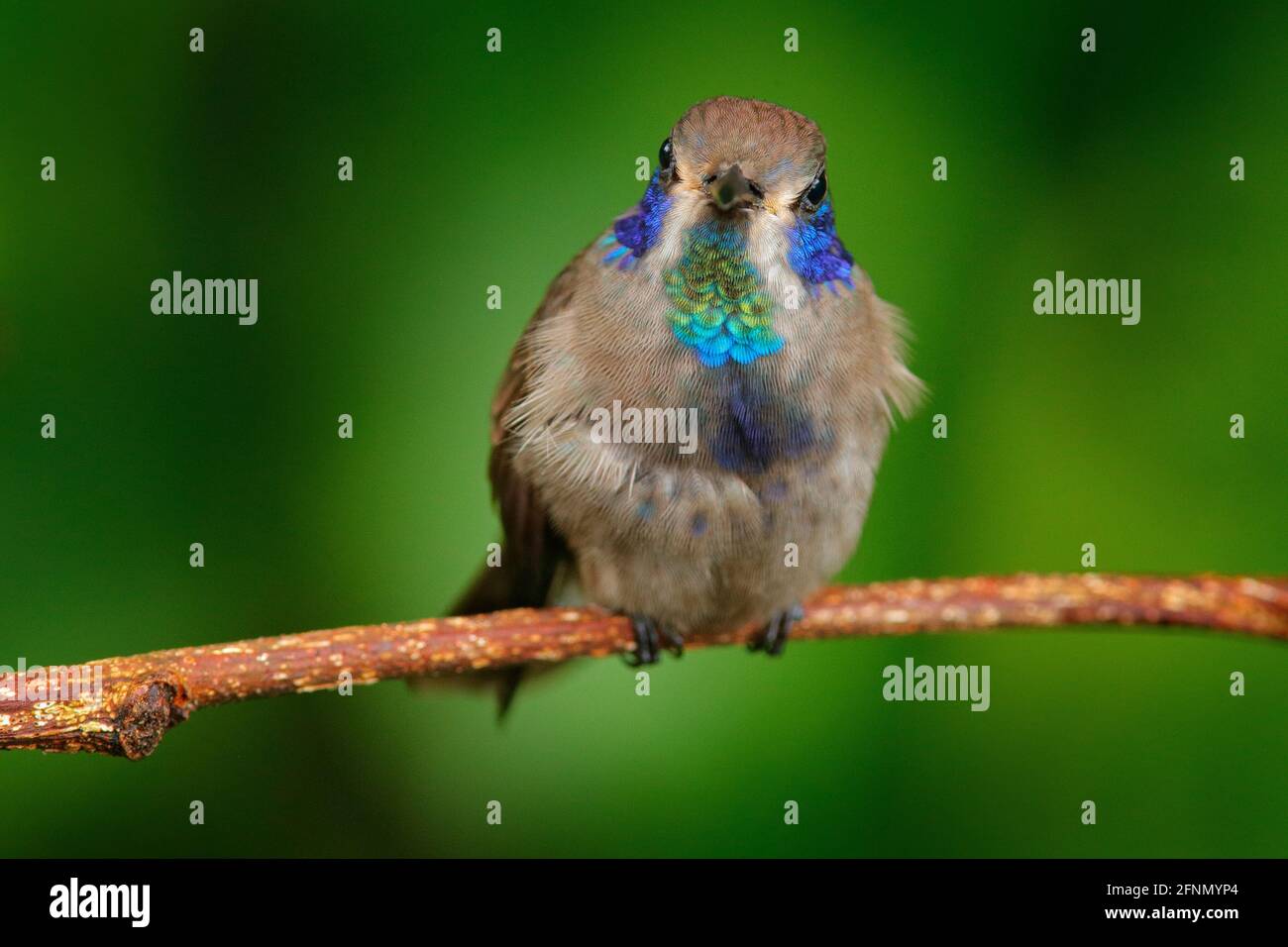 Hummingbirds Brown Violet-ear, sitting on the branch, nice flowered green background. Birds in the nature habitat, wild Costa Rica. Bird with blue  ch Stock Photo