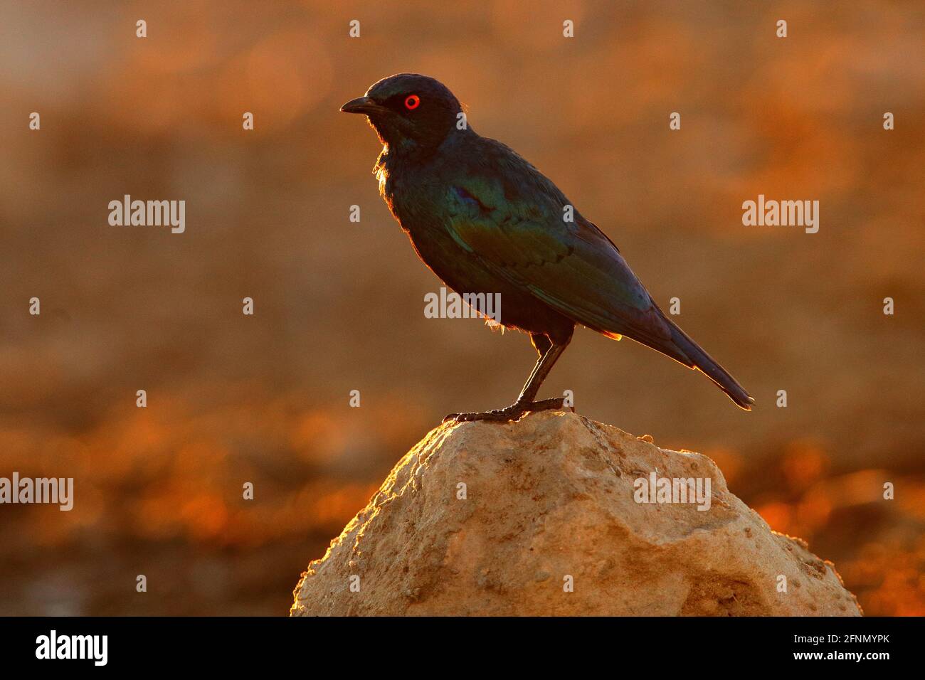 Cape Glossy Starling, Lamprotornis nitens, in nature habitat, orange evening light near the water. Detail close-up portrait with yellow eye. Beautiful Stock Photo