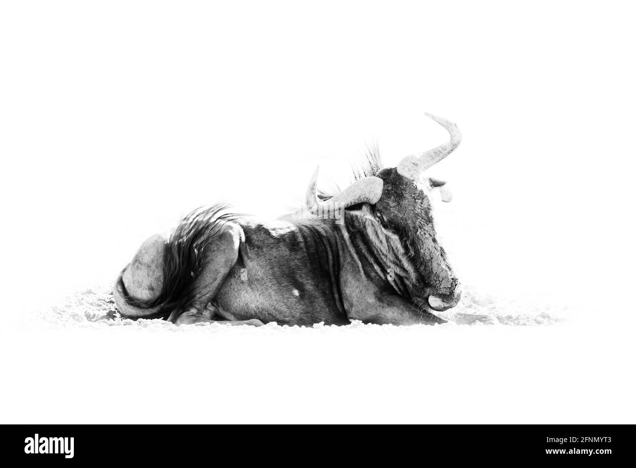 Wildebeest, black and white African art. Blue wildebeest, Connochaetes taurinus, on the meadow, big animal in the nature habitat in Botswana, Africa. Stock Photo