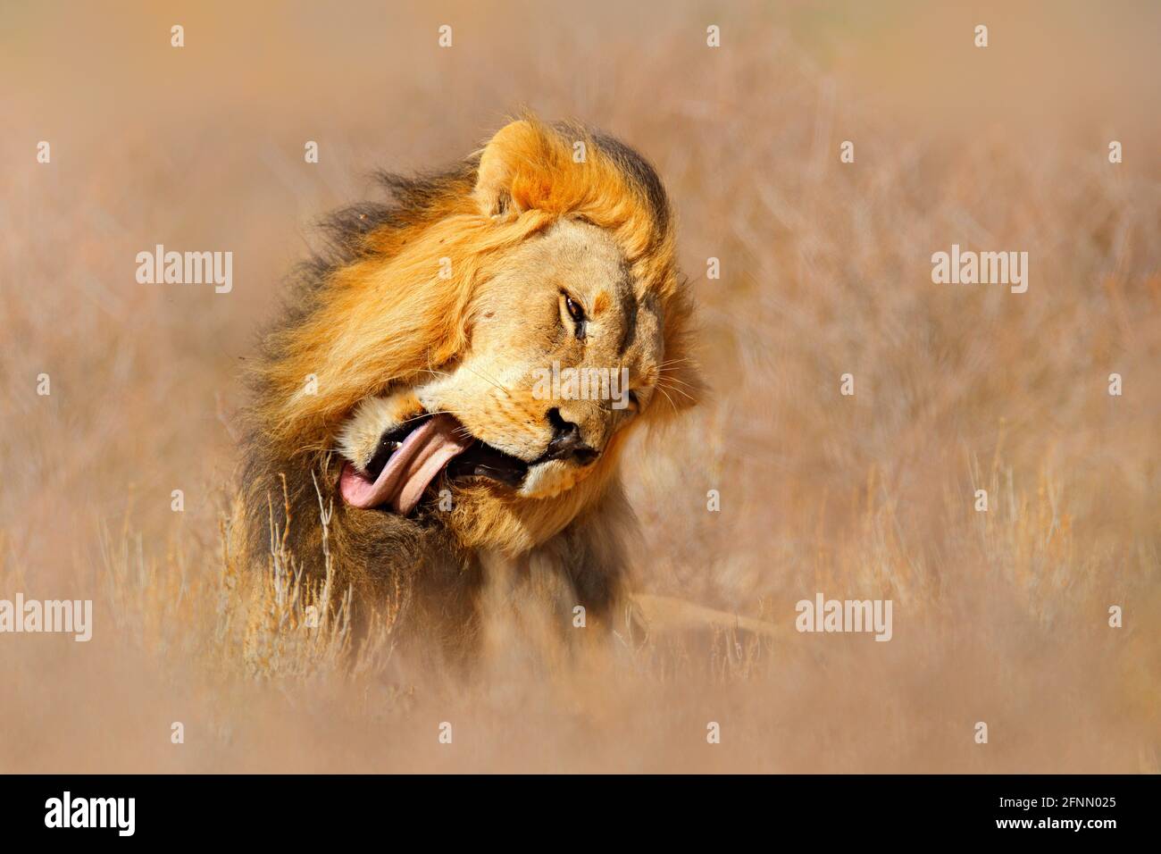 Lick Lion, stick out tongue. Kgalagadi black mane lion. African danger animal, Panthera leo, detail of big, Botswana, Africa. Cats in nature habitat. Stock Photo