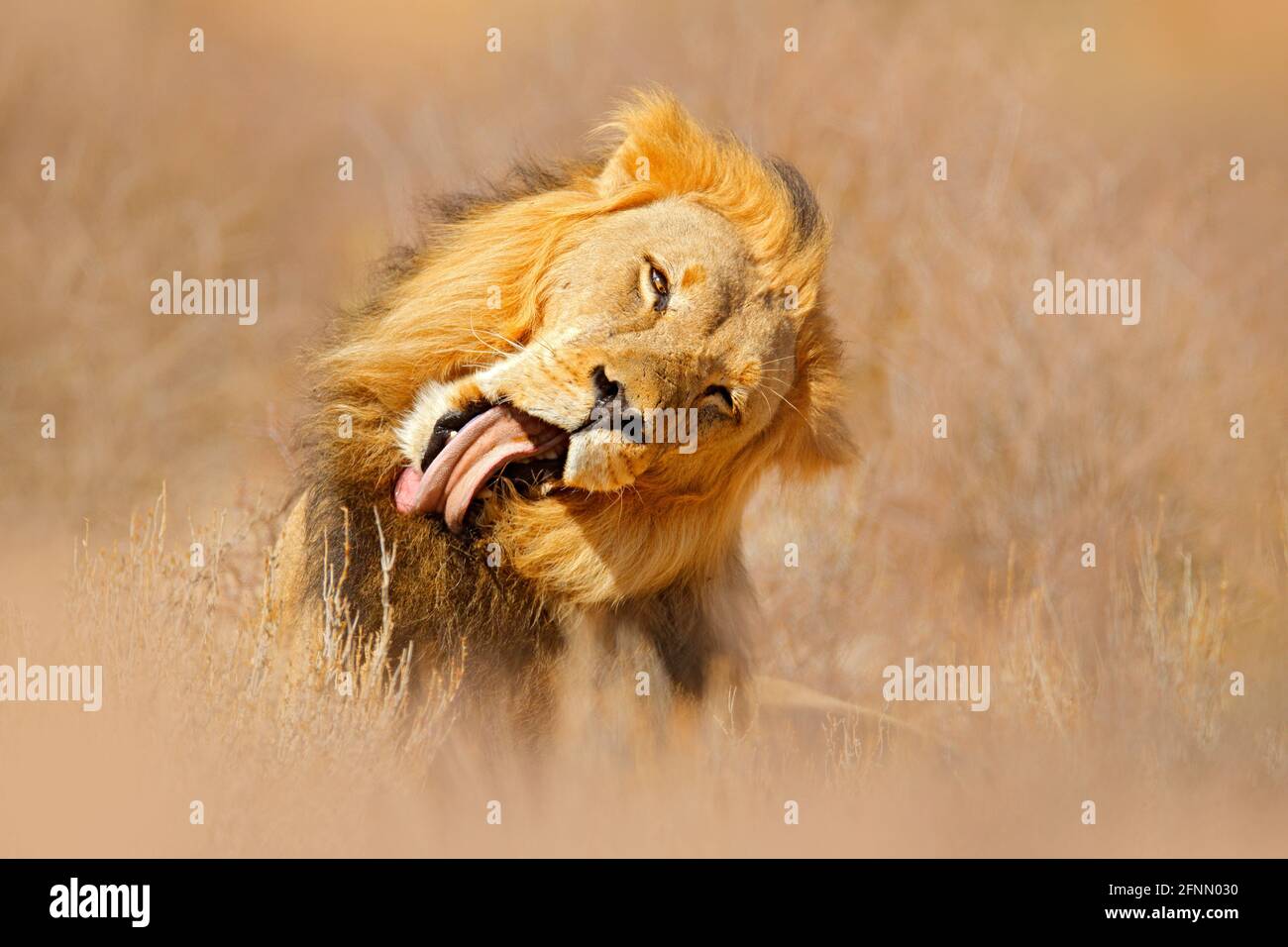 African lion. Kgalagadi black mane lion. African danger animal, Panthera leo, detail of big, Botswana, Africa. Cats in nature habitat. Wild cat in the Stock Photo