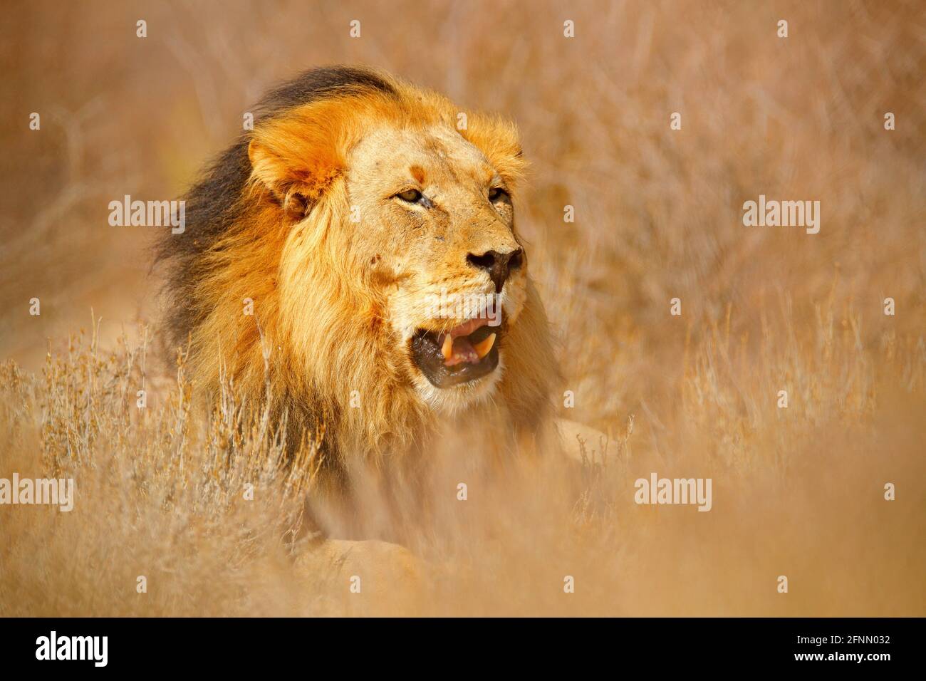 African lion. Kgalagadi black mane lion. African danger animal, Panthera leo, detail of big, Botswana, Africa. Cats in nature habitat. Wild cat in the Stock Photo