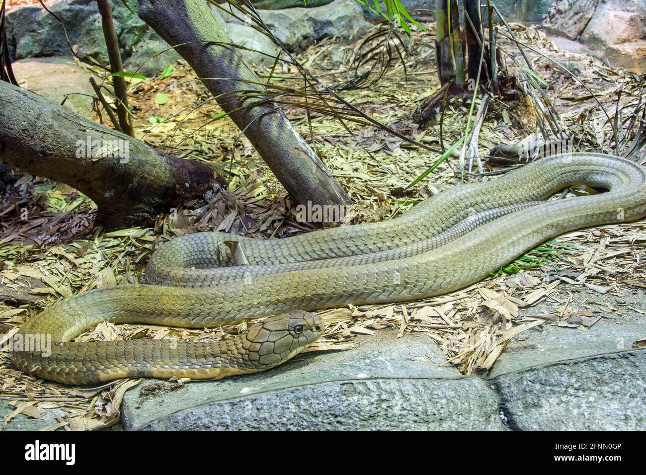 The king cobra (Ophiophagus hannah) is a large elapid endemic to forests from India through Southeast Asia. It is the world's longest venomous snake. Stock Photo