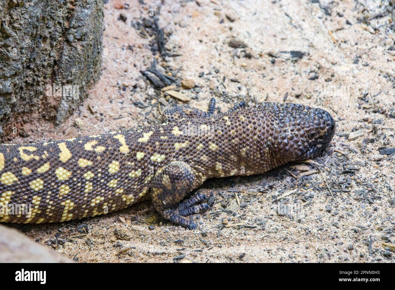 The Mexican beaded lizard (Heloderma horridum) is a species of lizard in the family Helodermatidae, one of the two species of venomous beaded lizards Stock Photo