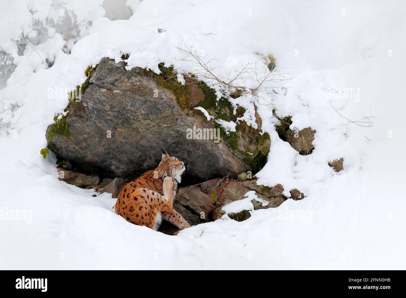Lynx walking, wild cat in the forest with snow. Wildlife scene from winter nature. Cute big cat in habitat, cold Snowy forest with beautif Stock Photo - Alamy