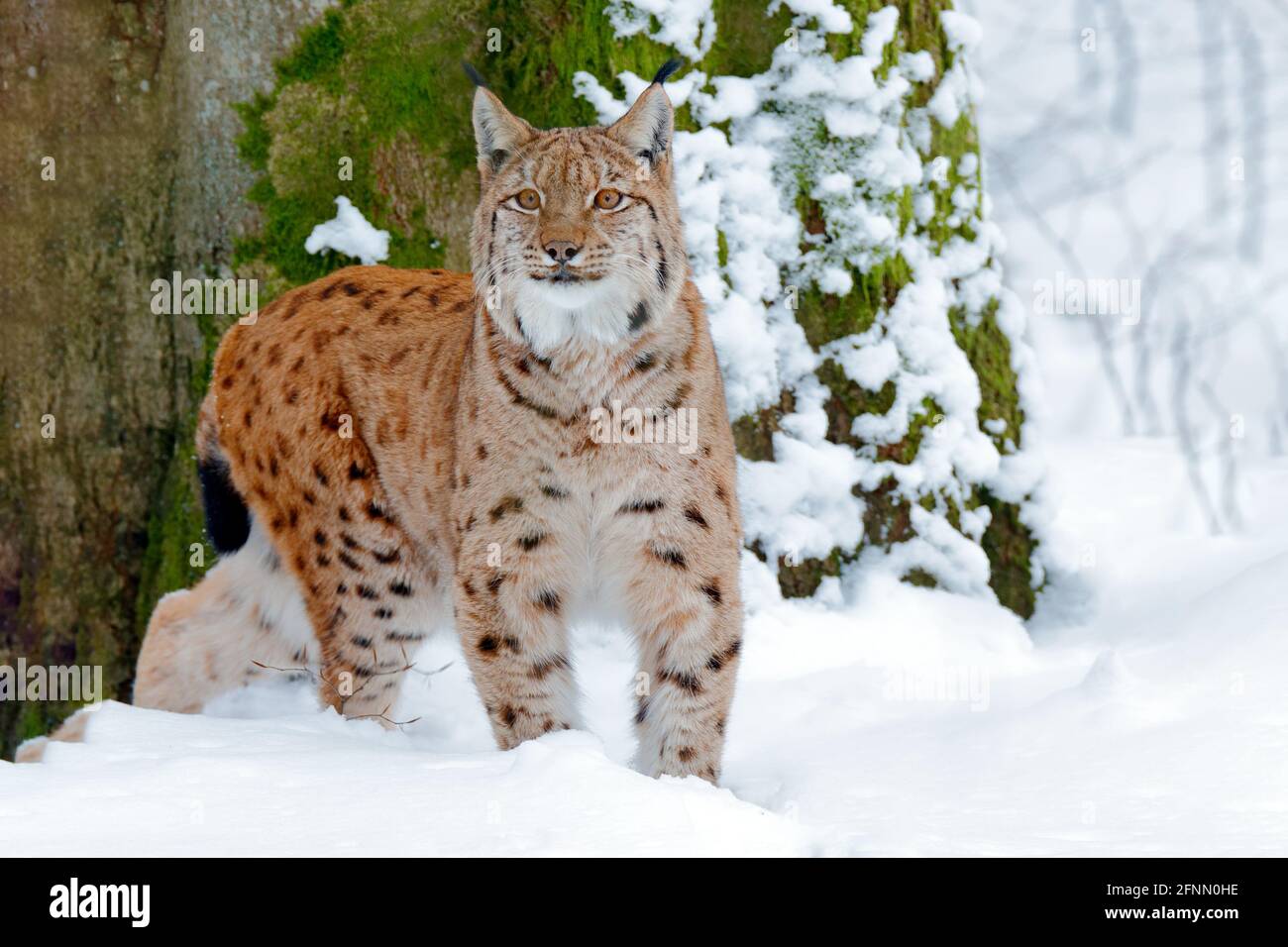 Snowy forest with beautiful animal wild lynx, Germany. Eurasian Lynx  walking, wild cat in the forest with snow. Wildlife scene from winter  nature. Cut Stock Photo - Alamy