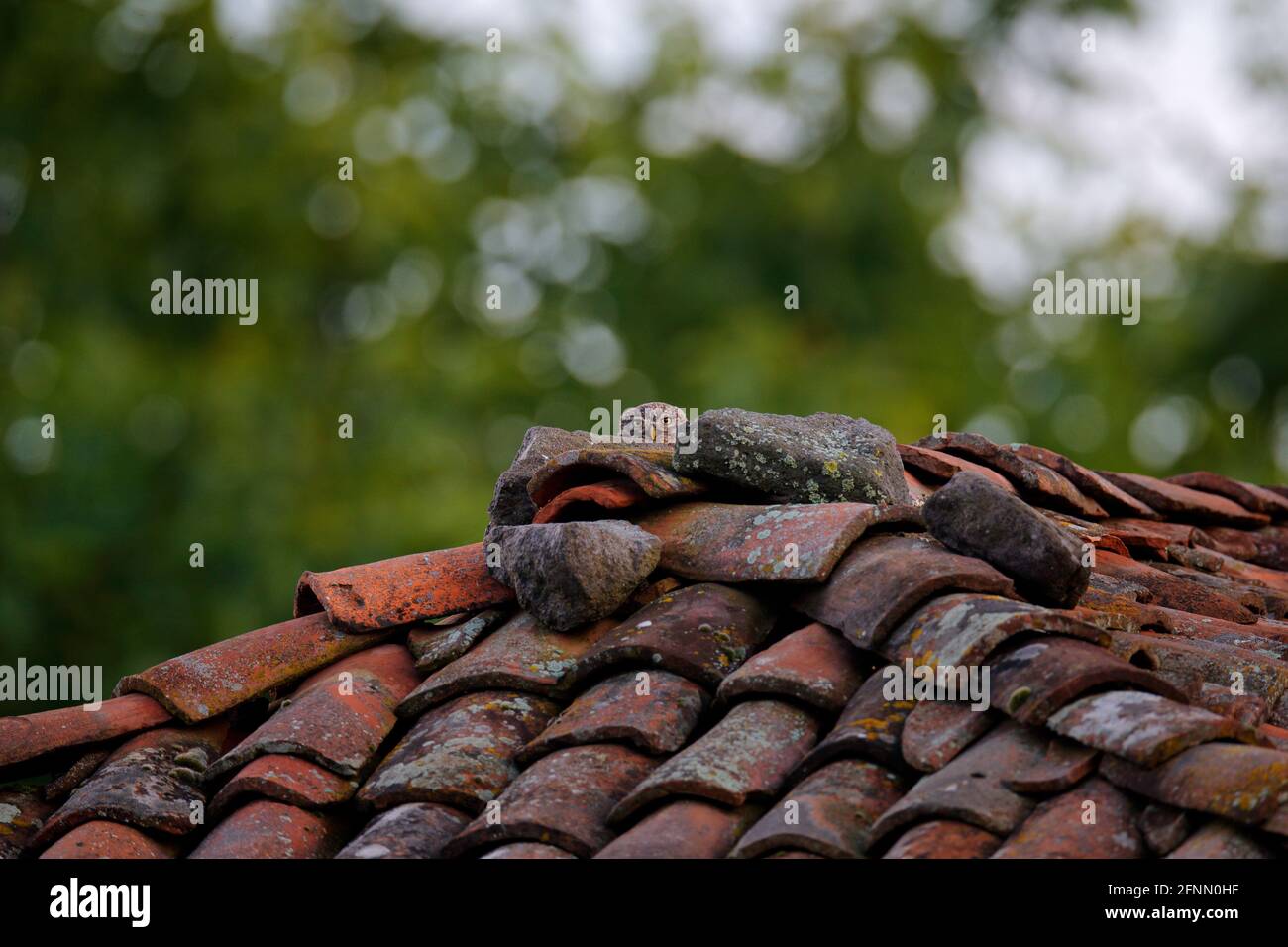 Little Owl in house ruin, Athene noctua, bird in old roof tile. Urban wildlife with bird with yellow eyes, Bulgaria. Wildlife scene from nature. Anima Stock Photo