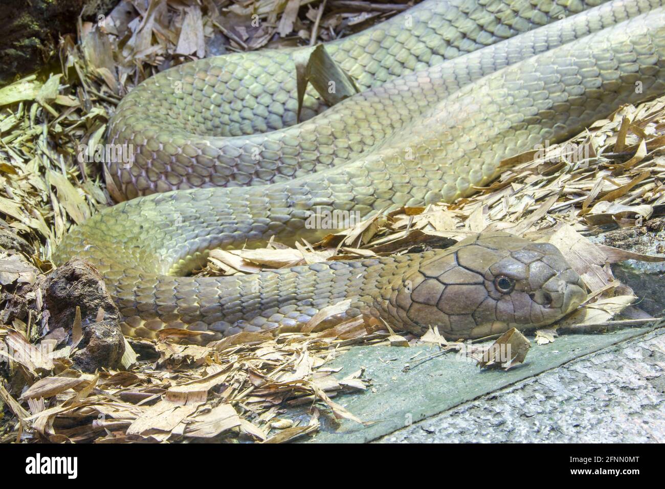 The king cobra (Ophiophagus hannah) is a large elapid endemic to forests from India through Southeast Asia. It is the world's longest venomous snake. Stock Photo