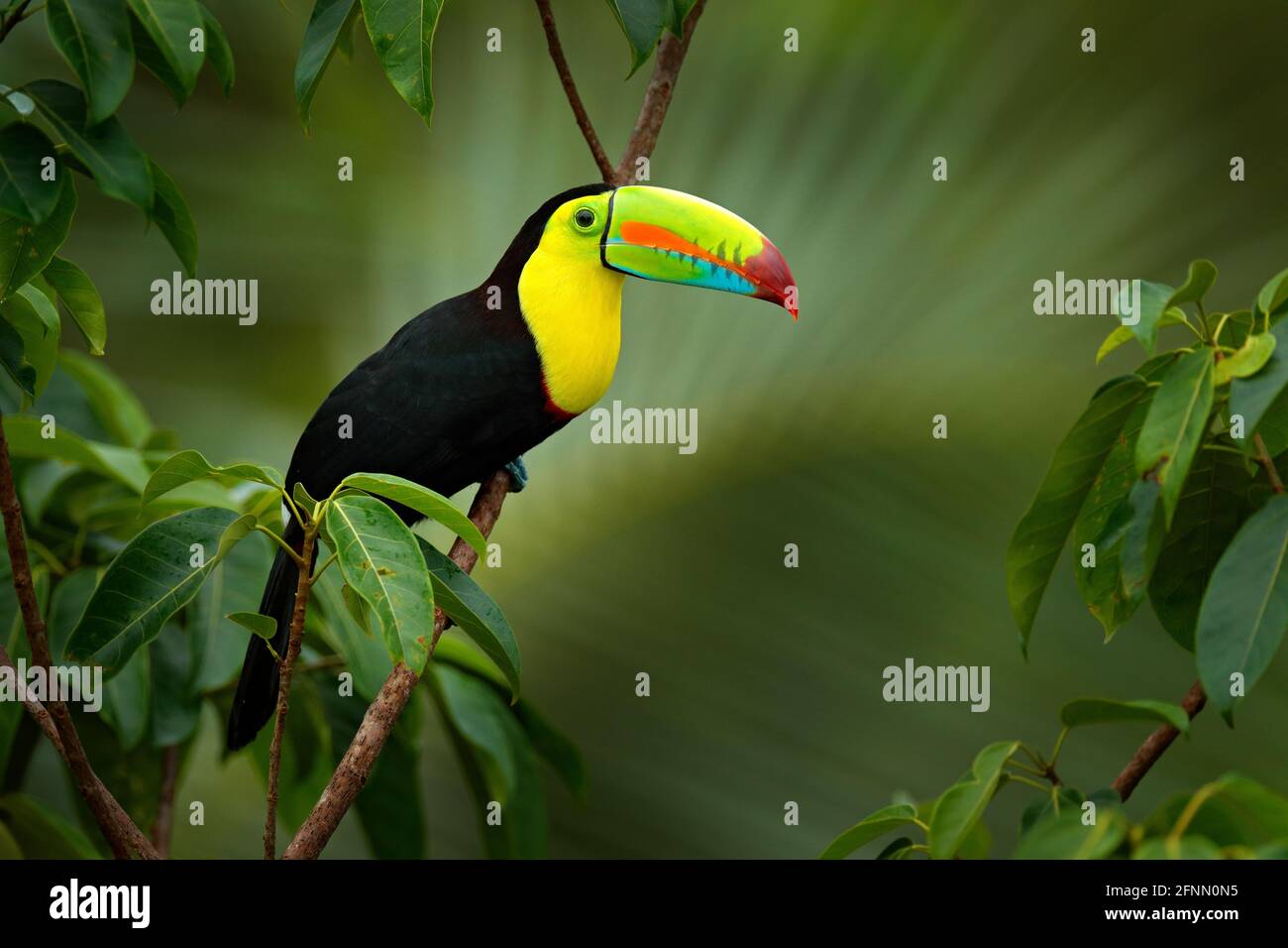 Costa Rica wildlife. Toucan sitting on the branch in the forest, green vegetation. Nature travel holiday in central America. Keel-billed Toucan, Ramph Stock Photo