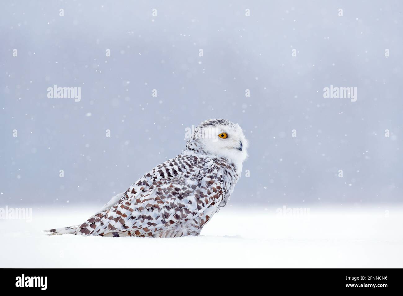 Snowy owl sitting on the snow in the habitat. Cold winter with white bird. Wildlife scene from nature, Manitoba, Canada. Owl on the white meadow, anim Stock Photo