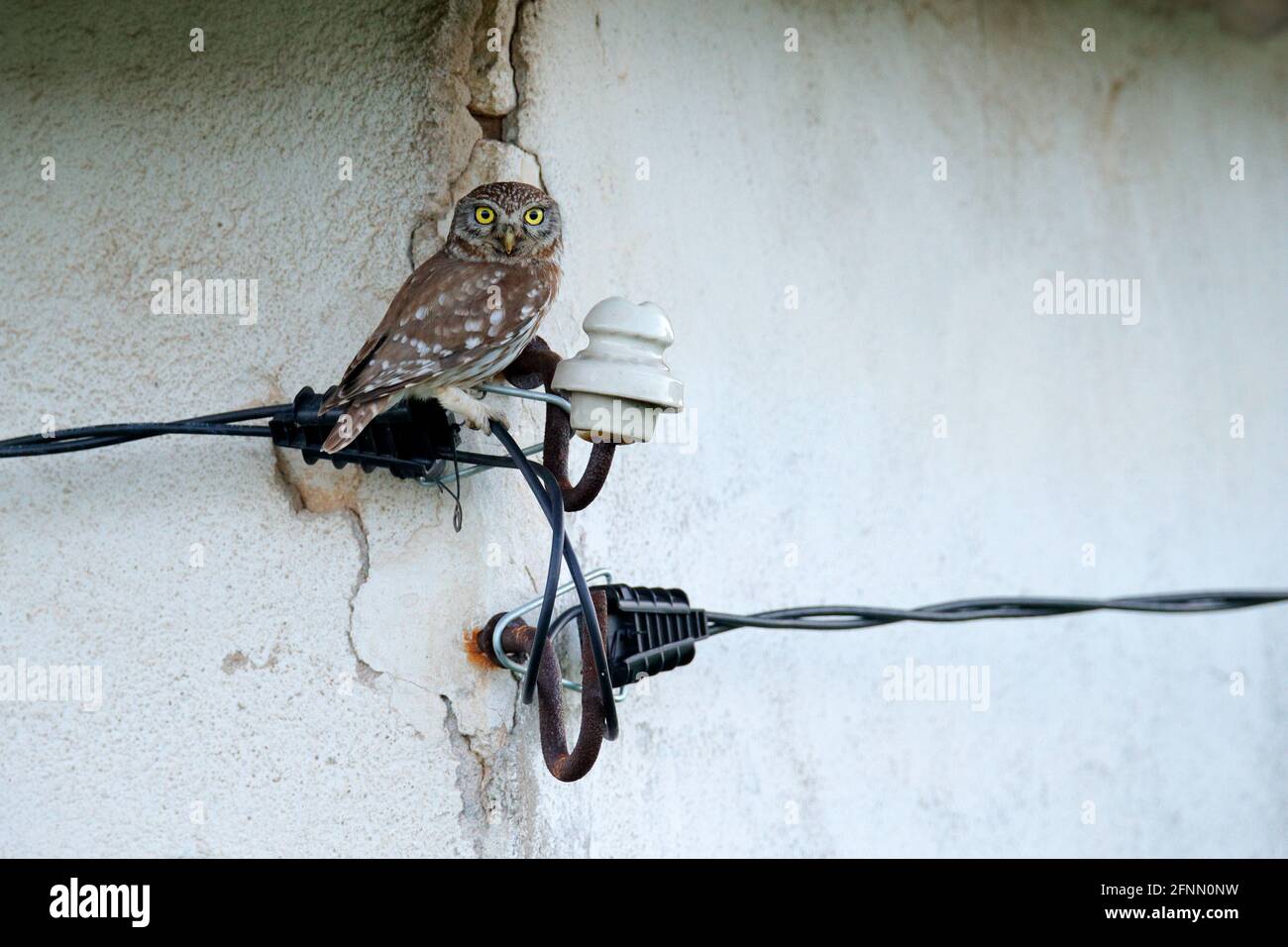 Little Owl in house ruin, Athene noctua, bird ion elektrical circuit breaker fuse. Urban wildlife with bird with yellow eyes, Bulgaria. Wildlife scene Stock Photo