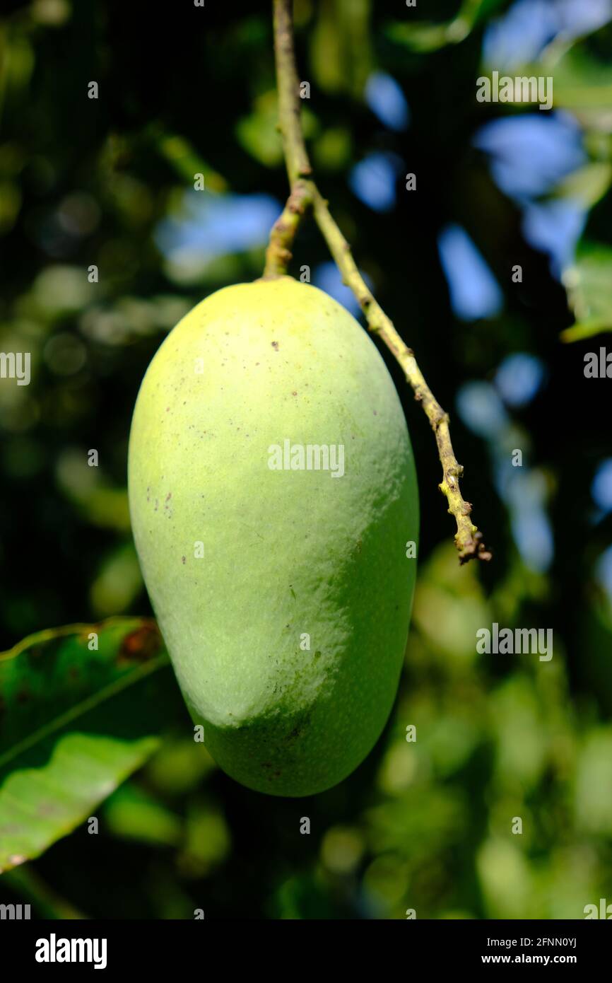 Indonesia Anambas Islands - Mango fruit - Mangifera indica Stock Photo