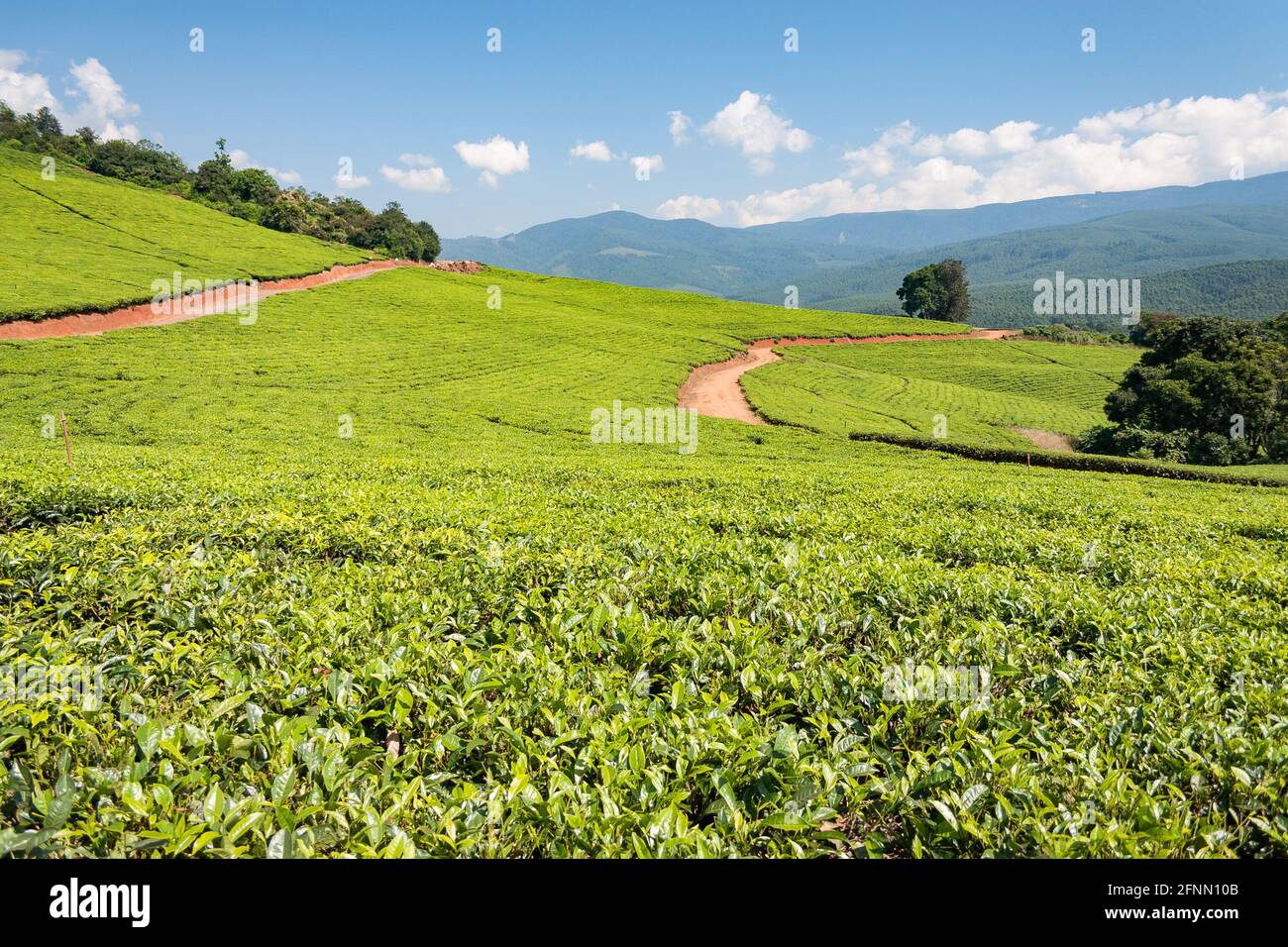 Tea plantation at Tzaneen, Limpopo, South Africa Stock Photo