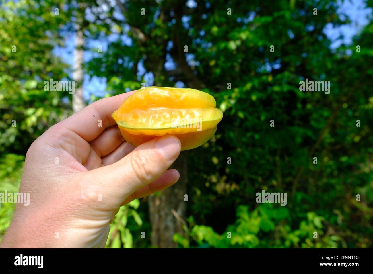 Indonesia Anambas Islands - Carambola yellow star fruit in hand Stock Photo