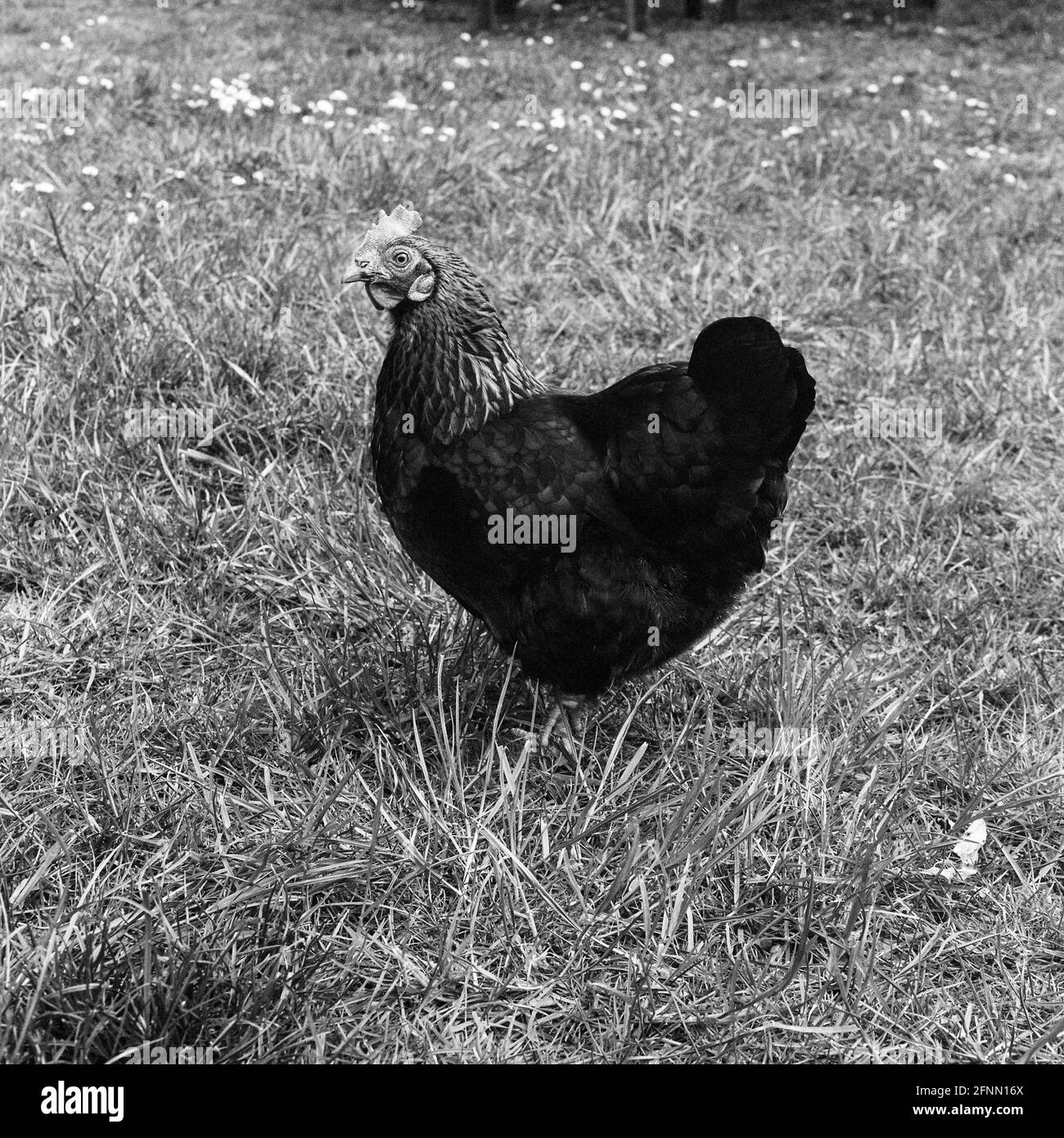 Bantam chicken,  Medstead, Hampshire, England, United Kingdom. Stock Photo
