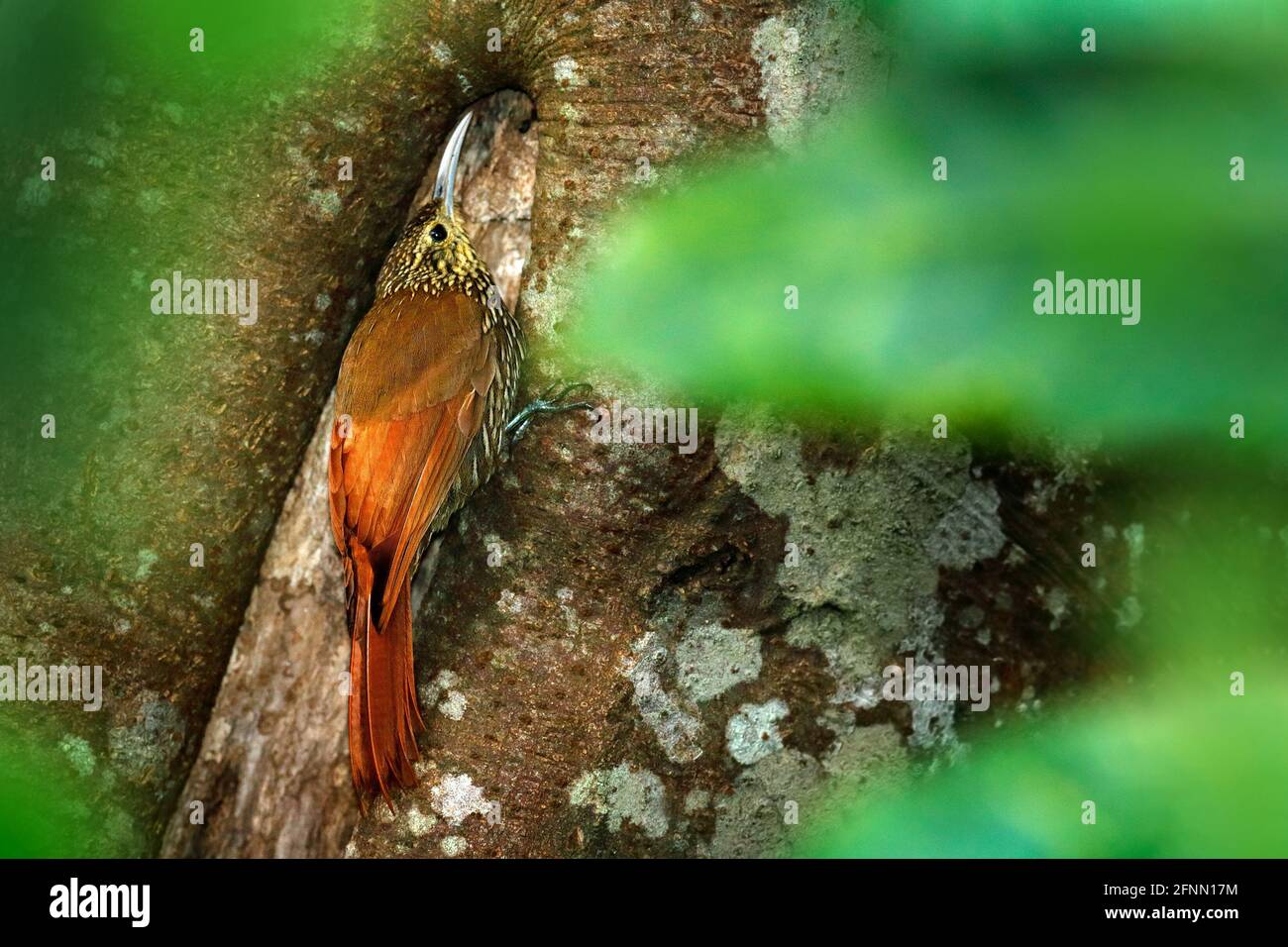 Spot-crowned Woodcreeper, Lepidocolaptes affinis, wild bird in the forest habitat. Wildlife scene from nature, birdwatching Costa Rica. Bird on the sp Stock Photo