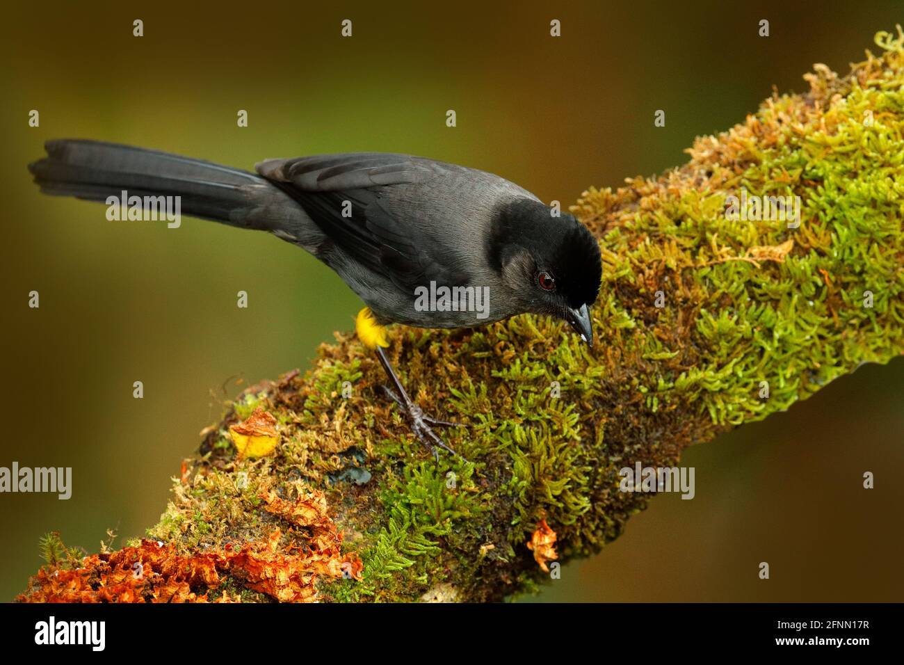 Yellowthighed finch, Pselliophorus tibialis, bird endemic to the