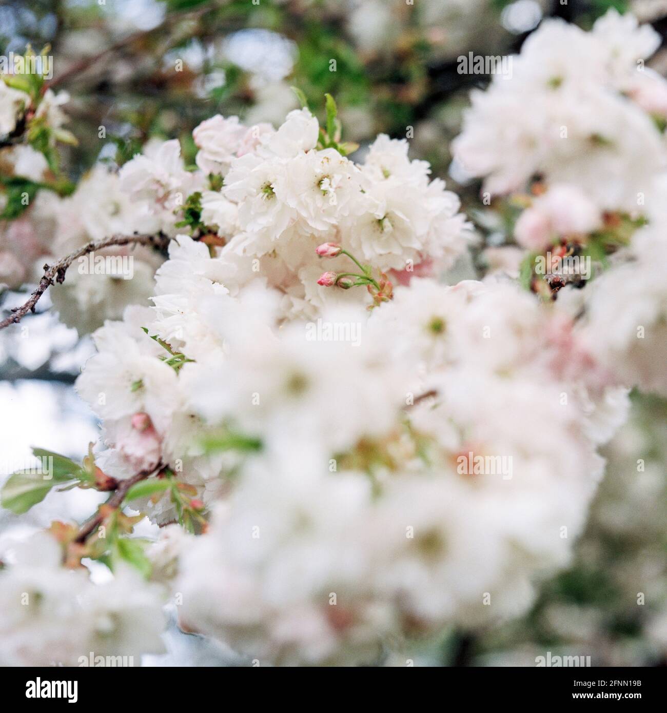 Ornamental cherry blossom, Medstead, Hampshire, England, United Kingdom. Stock Photo