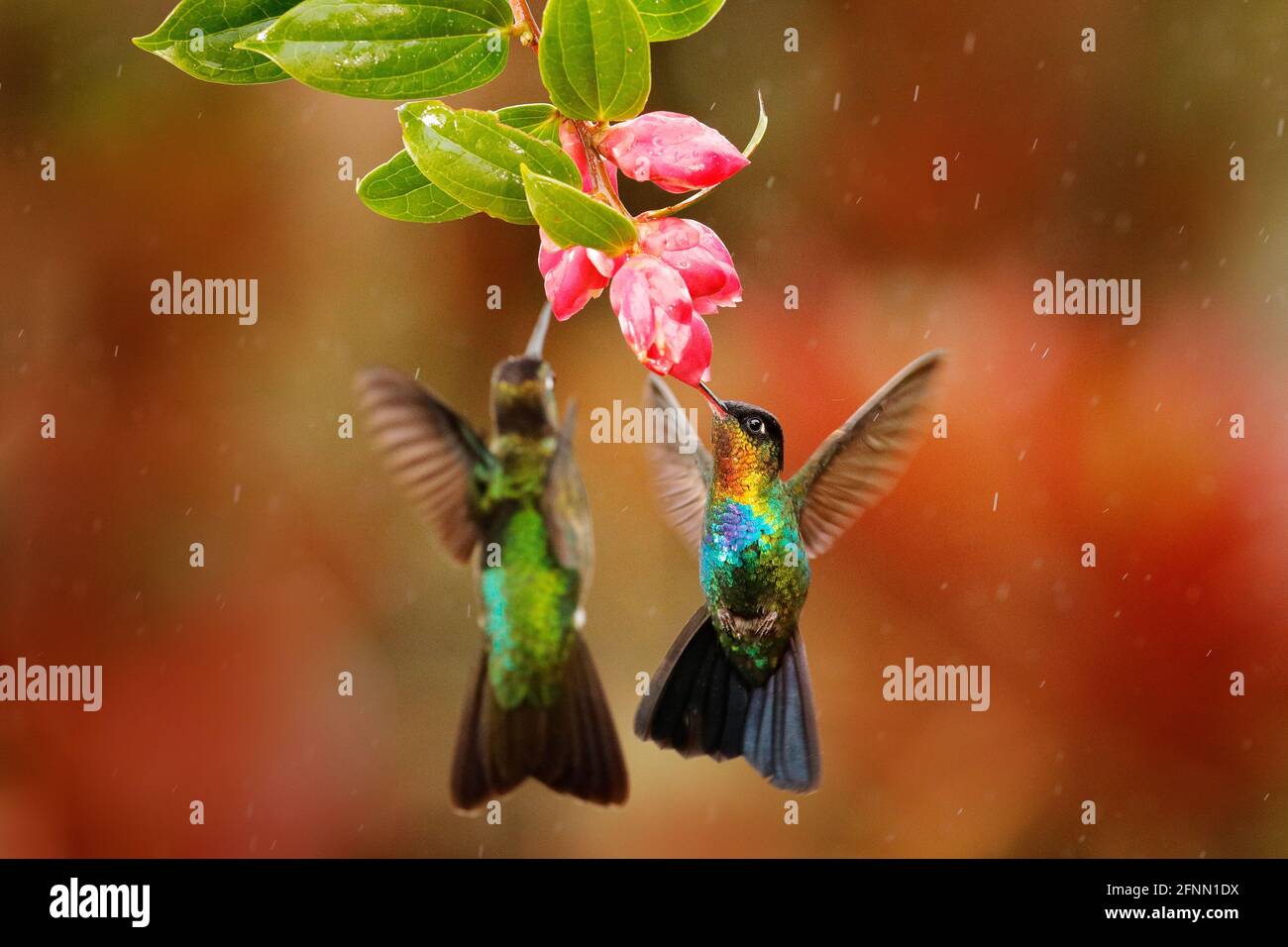 Fiery-throated Hummingbird, Panterpe insignis, shiny colorful bird in flight, sucking nectar from bloom. Wildlife flight action scene from tropical fo Stock Photo