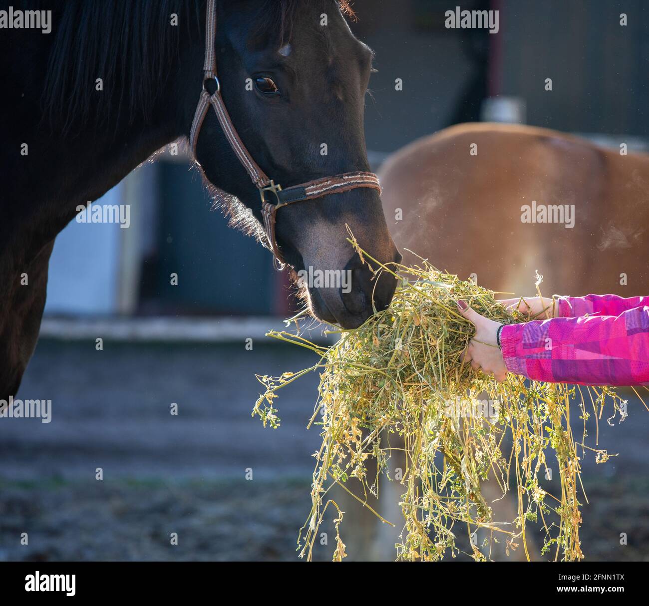 Young girl feeding beautiful horse with lucerne on farm Stock Photo Alamy