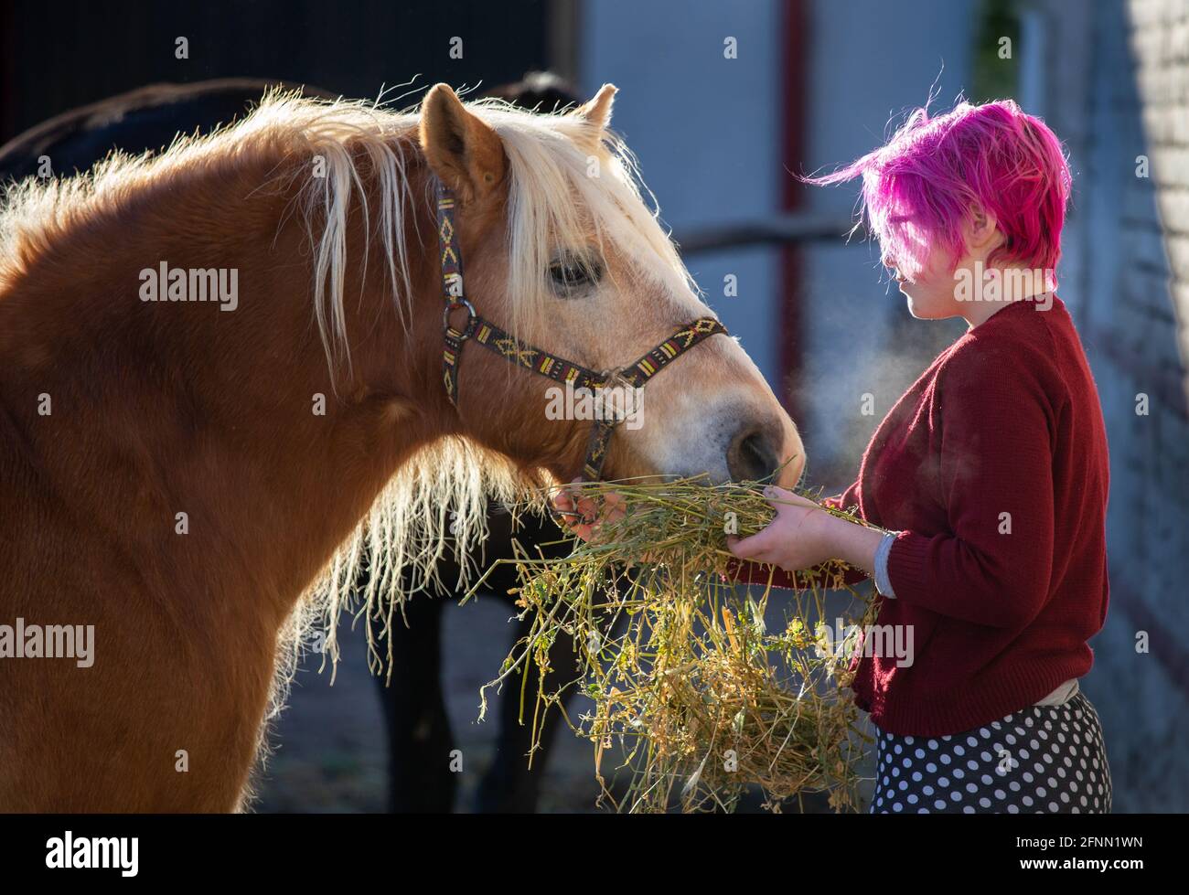 Young girl feeding beautiful horse with lucerne on farm Stock Photo Alamy