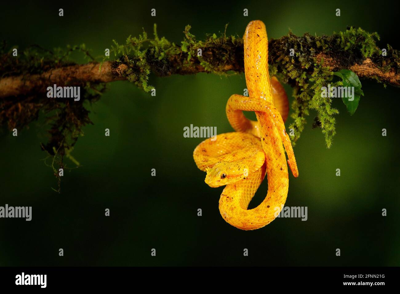 Poison danger viper snake from Costa Rica. Yellow Eyelash Palm Pitviper, Bothriechis schlegeli, on red wild flower. Wildlife scene from tropic forest. Stock Photo