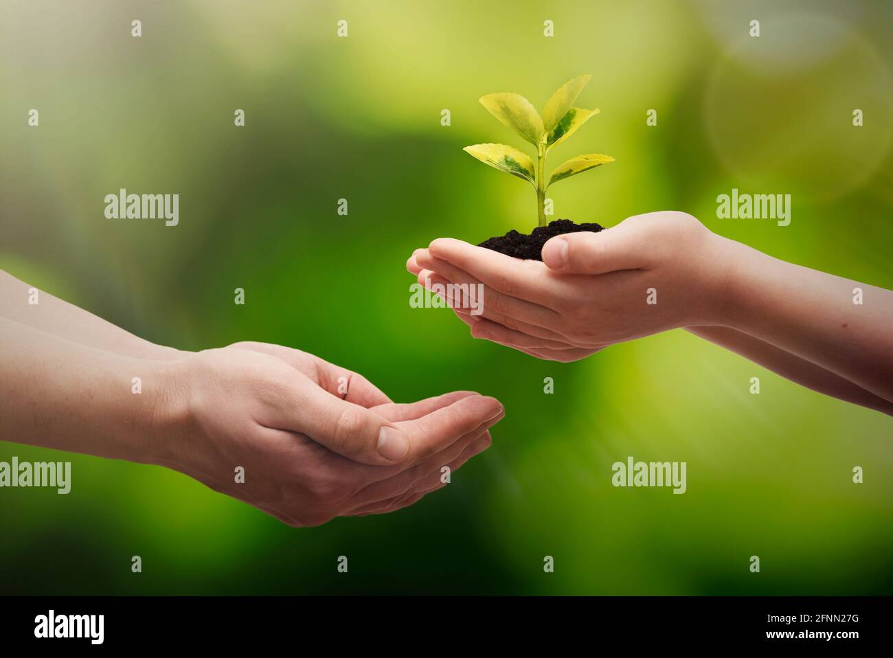 Growing plant on hand. Earth day, environmental protection concept ...