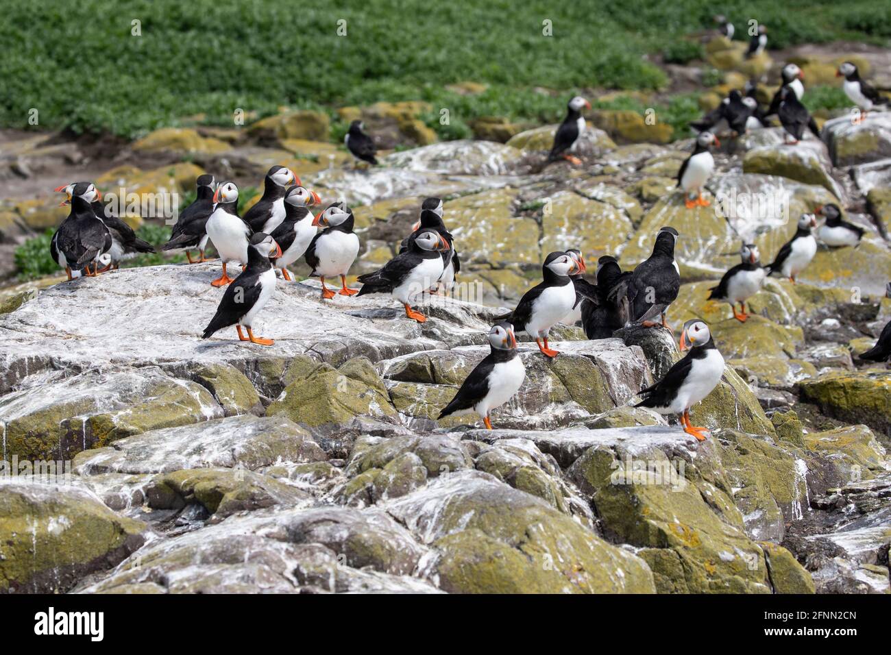 A colony of Atlantic Puffins Fratercula arctica during the breeding season on the Farne Islands, Northumberland, England U.K. Stock Photo