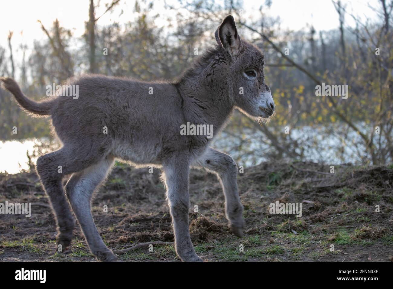 Donkey colt hi-res stock photography and images - Alamy