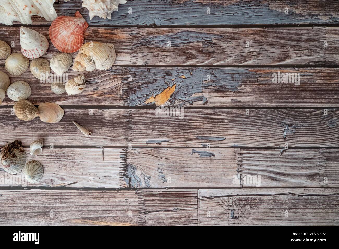 Brown sea shells sand back hi-res stock photography and images - Alamy