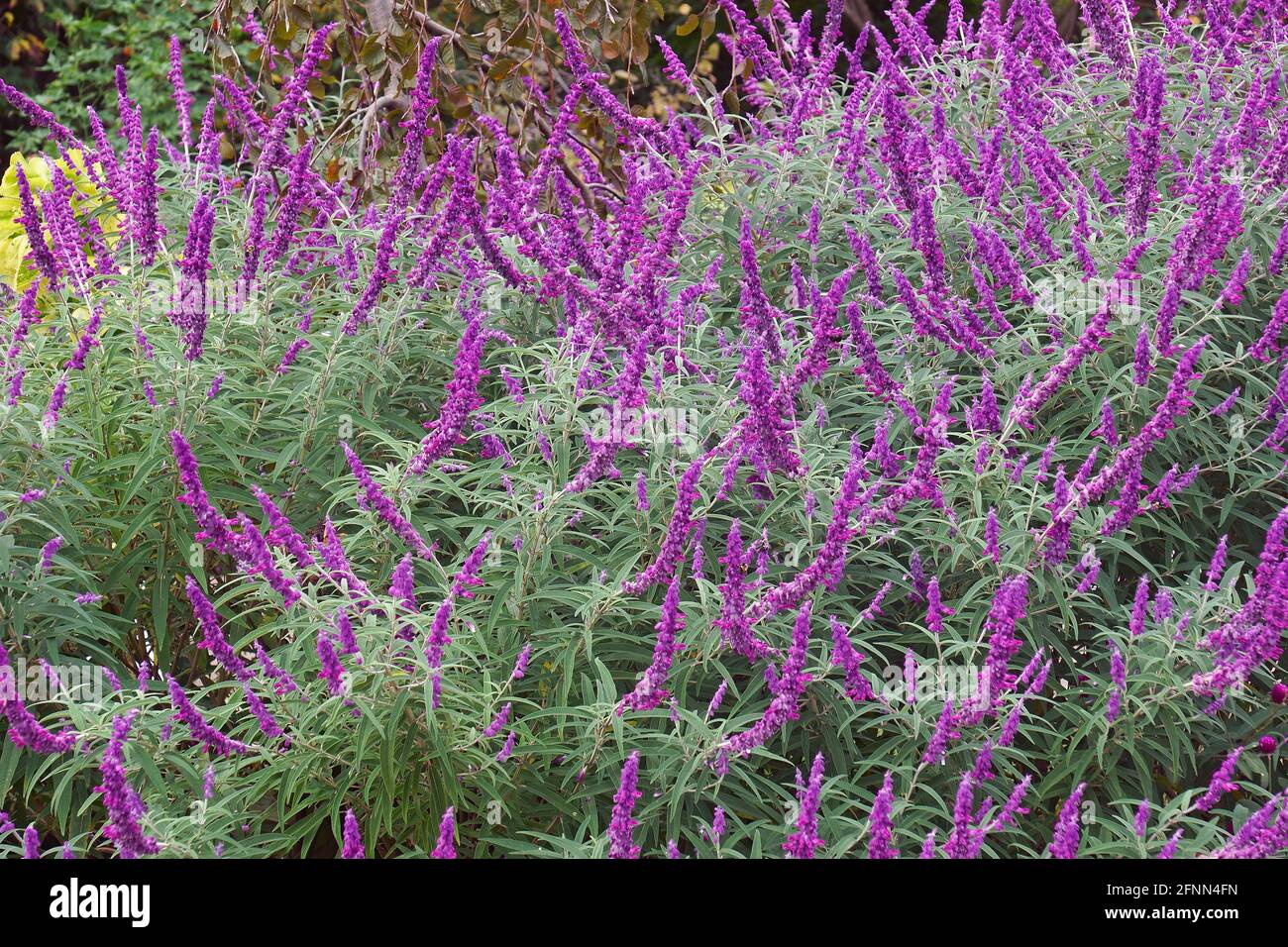 Mexican bush sage (Salvia leucantha). Called Velvet sage also Stock Photo