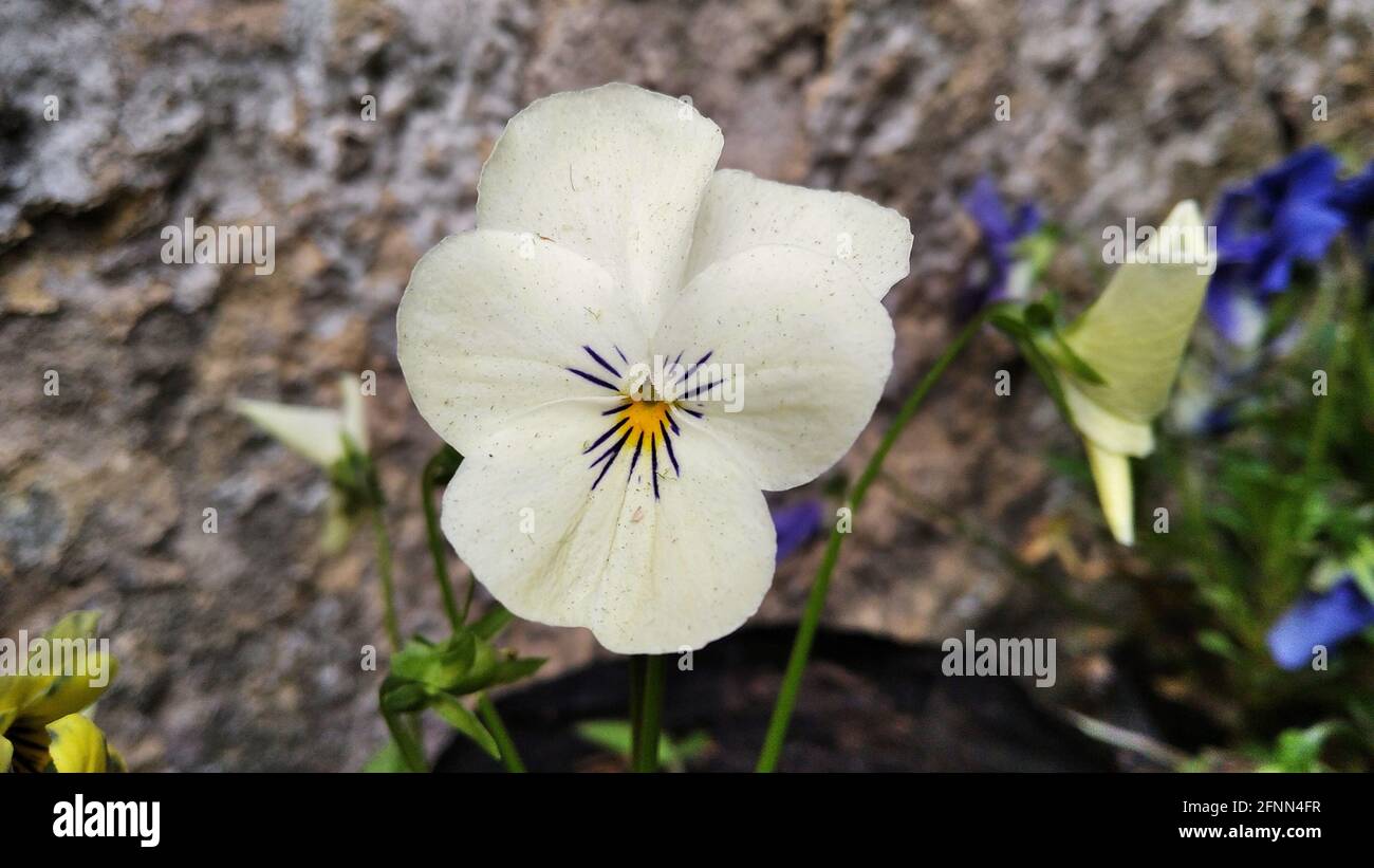 Closeup shot of a white wild pansy growing in the garden Stock Photo