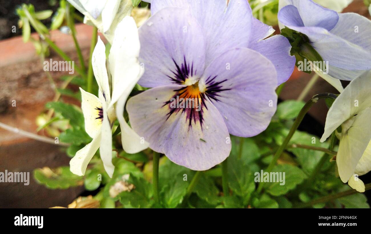 Closeup shot of a white wild pansy growing in the garden Stock Photo