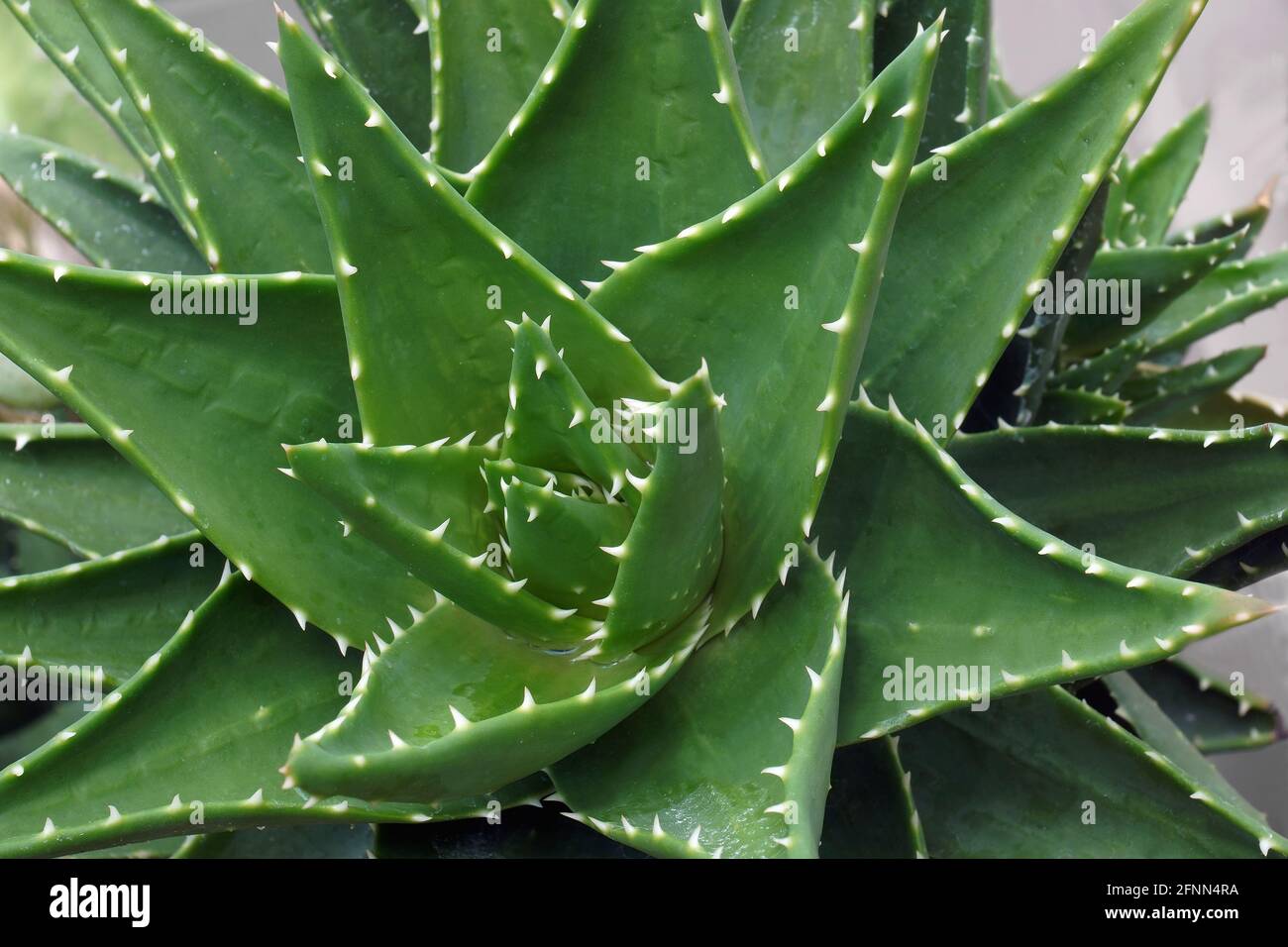 Aloe mitriformis hi-res stock photography and images - Alamy
