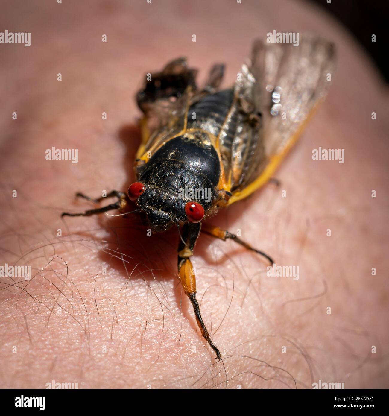 A large 17-year Brood X cicada with striking red eyes and clear fragile wings clings to a human arm. Stock Photo