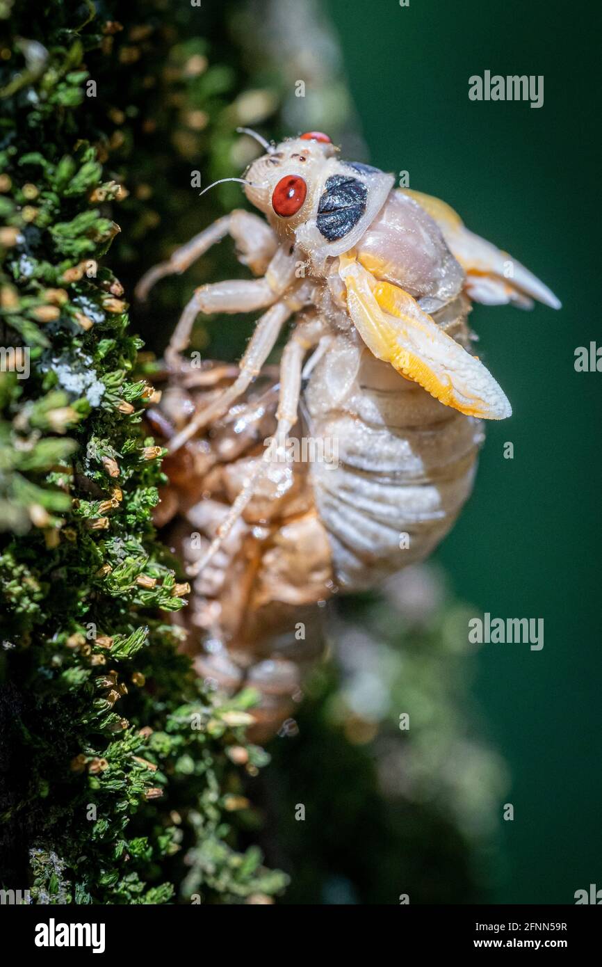 A 17-year Brood X cicada is caught mid-transformation as it slowly molts from its nymph shell. Stock Photo