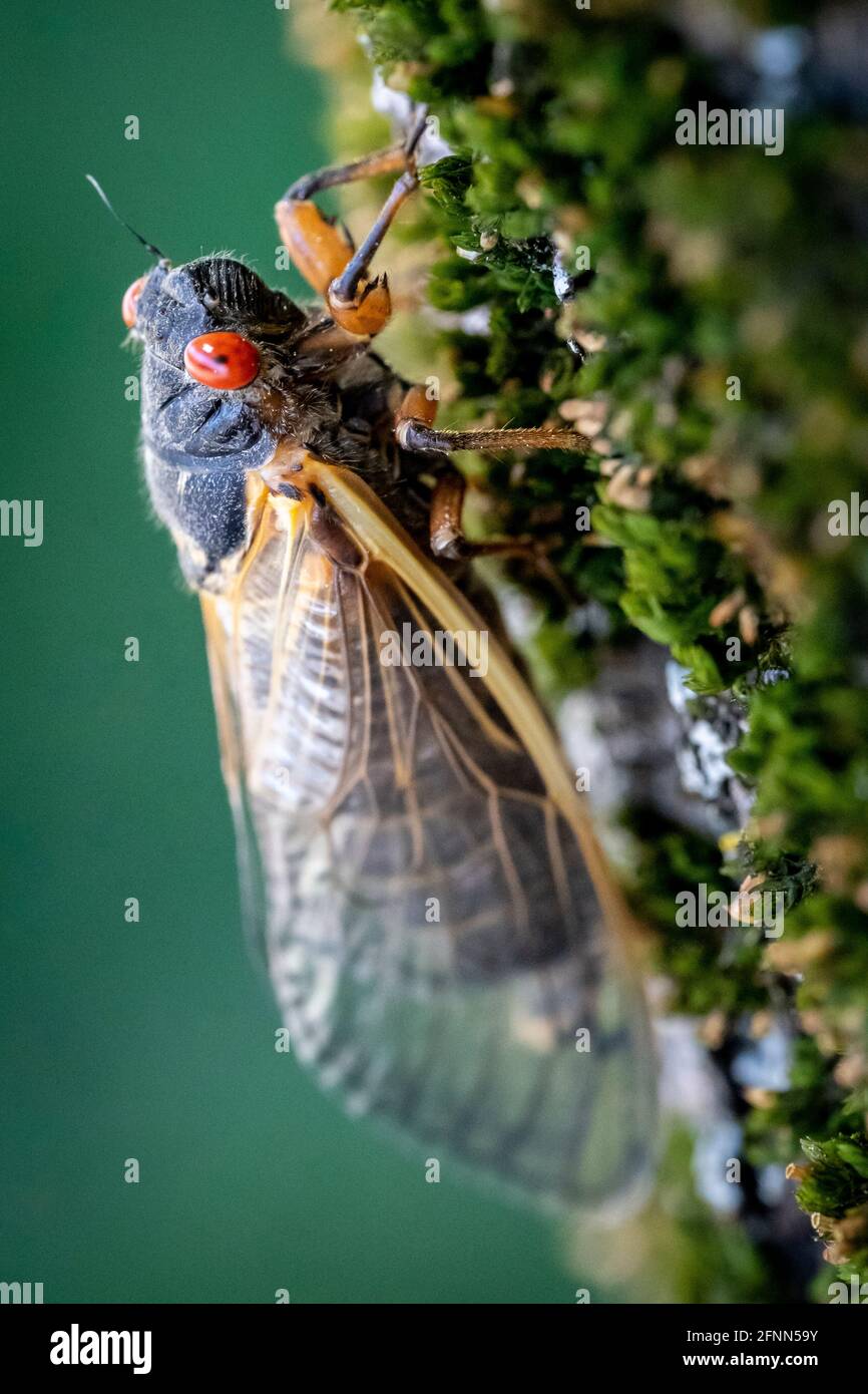 A red-eyed 17-year cicada completes its transformation as it clings to the rough bark of a tree. Stock Photo
