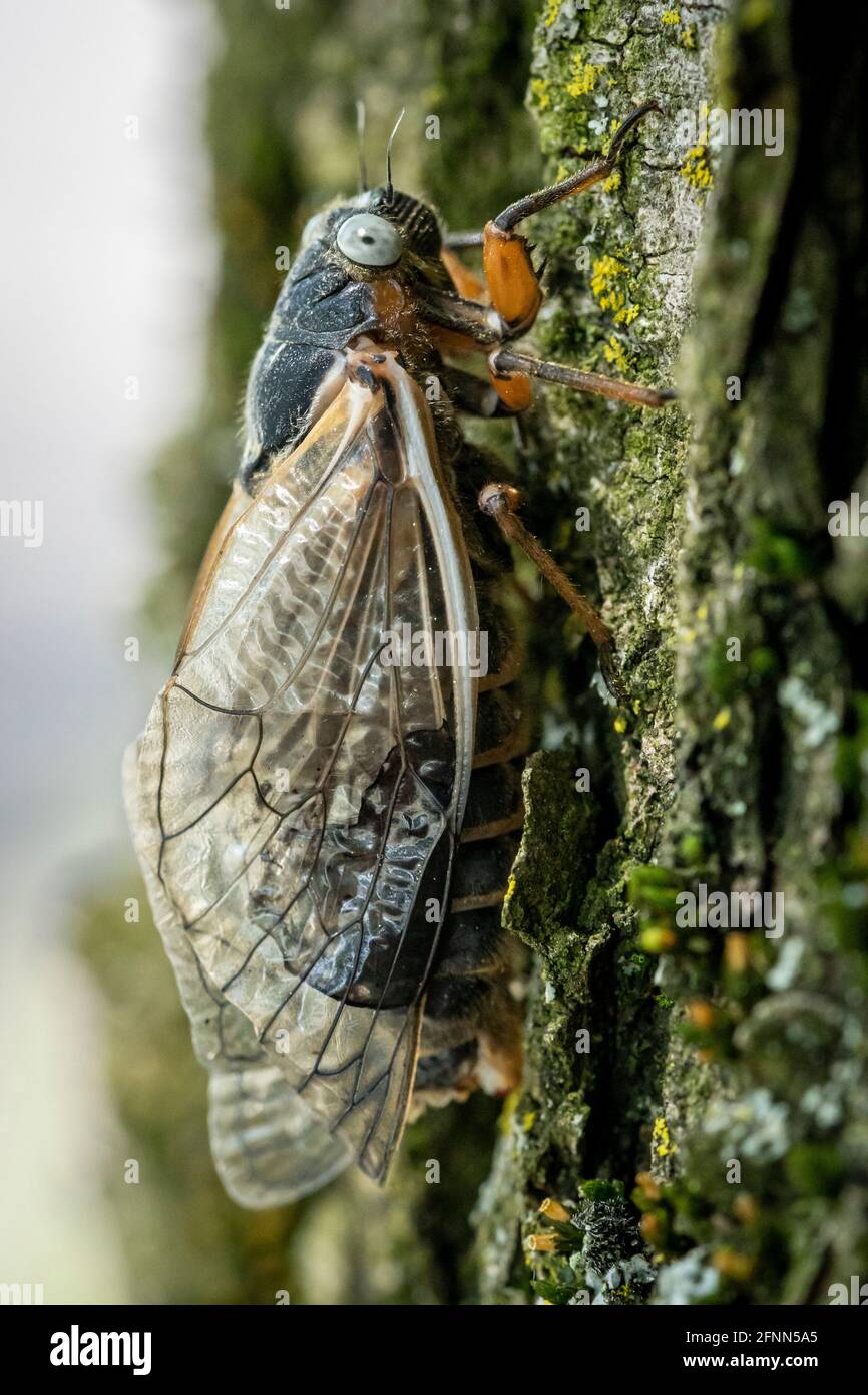 A grey-eyed 17-year cicada completes its transformation as it clings to the rough bark of a tree. Stock Photo