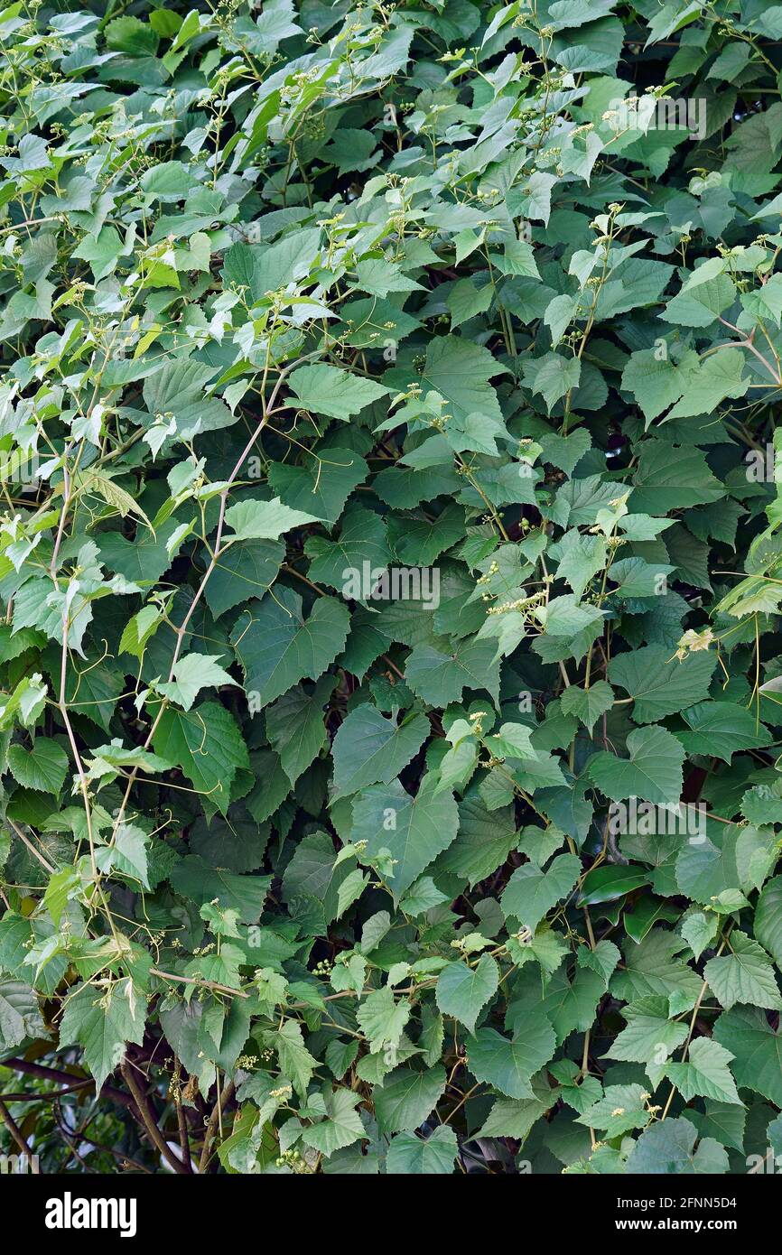 Creeper (Ampelopsis heterophylla). Called Porcelain berry, Amur peppervine and Wild grape also. Another scientific name is Ampelopsis grandulosa var. Stock Photo